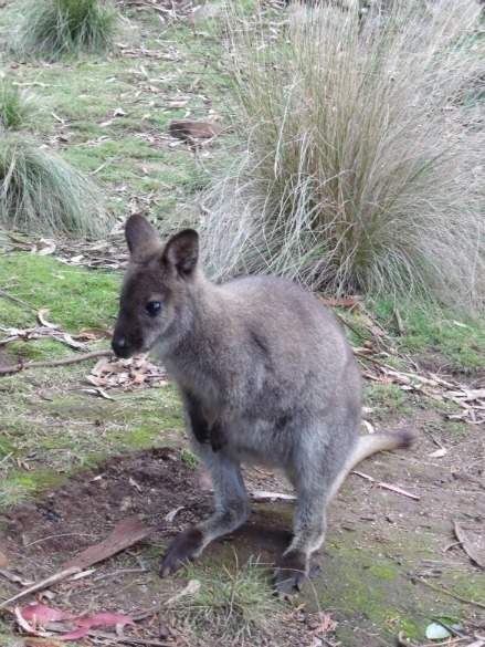 Cataractgorgewallaby