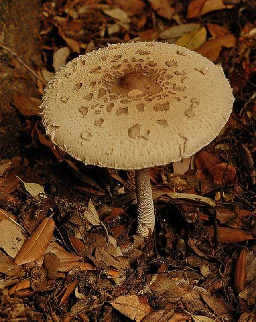 mushrooms