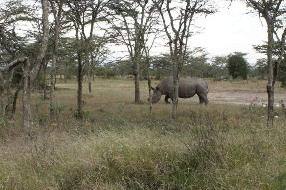 Baraka, a protected black rhino. Baraka, a protected black rhino.