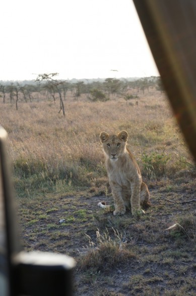 A young male lion decided to have a closer look. 