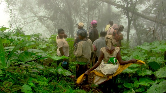 The female farmers descend through the misty rainforest on their way to the farms