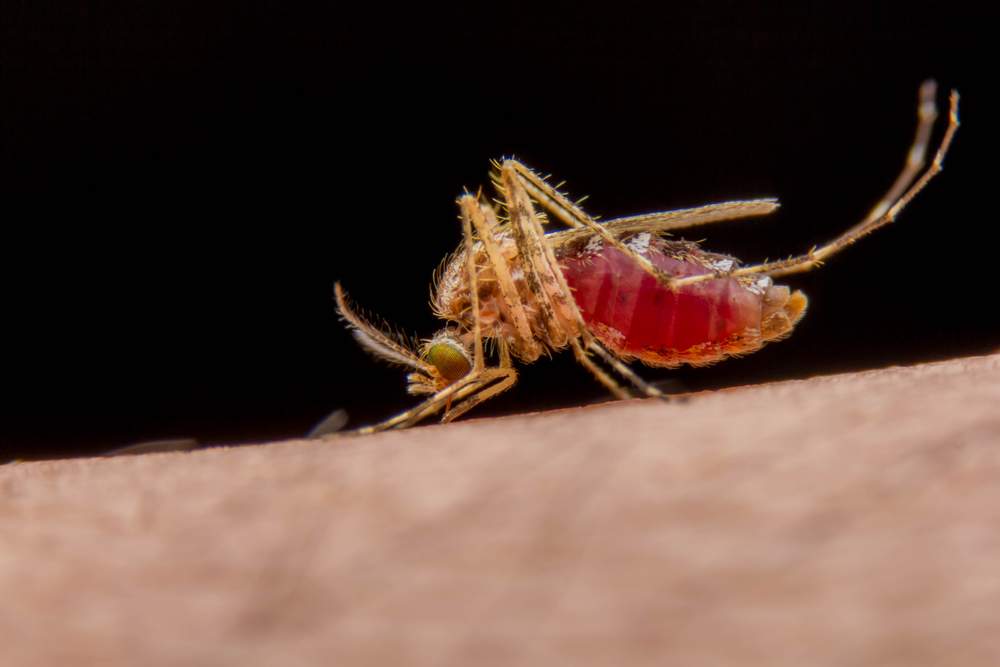 10 of the World’s Most Dangerous Animals BootsnAll