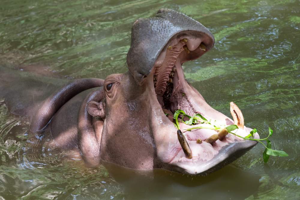 how dangerous are hippos American hippopotamus - Europedias