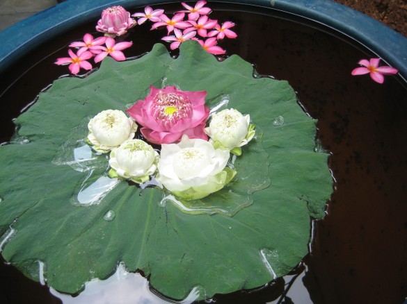 Lotus buds hold special signifigance in Buddhism Lotus buds hold special signifigance in Buddhism