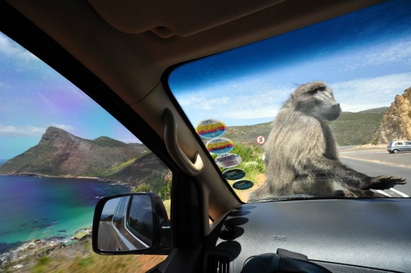 southafrica_baboon