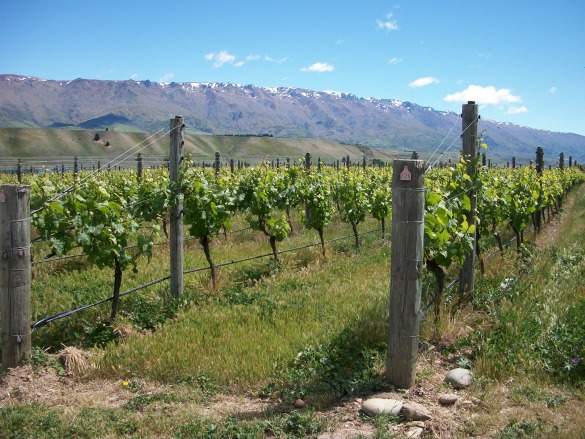 CentralOtago