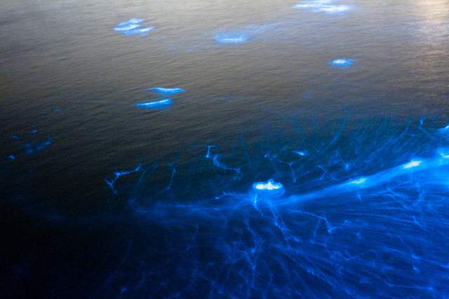 Bioluminescence Florida