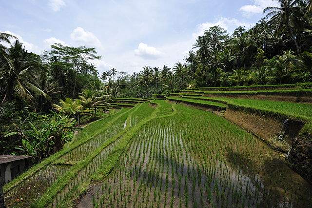 Bali rice terraces