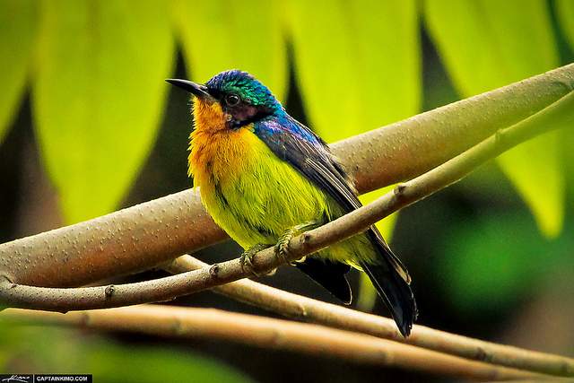 7. Bird watching Thailand Tours