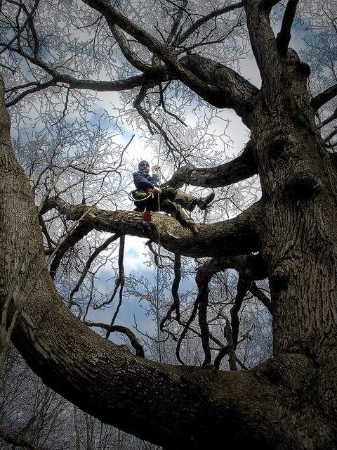 8. Tree climbing