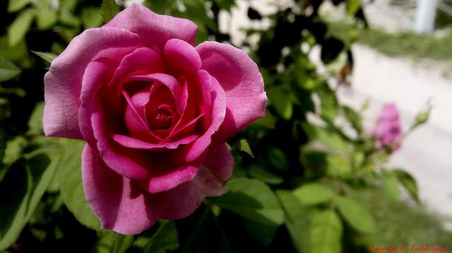 1 - Rose