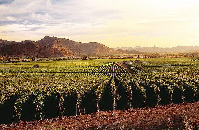 5 - Vineyard