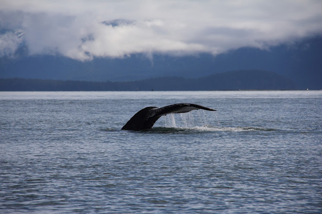 Whale Watching
