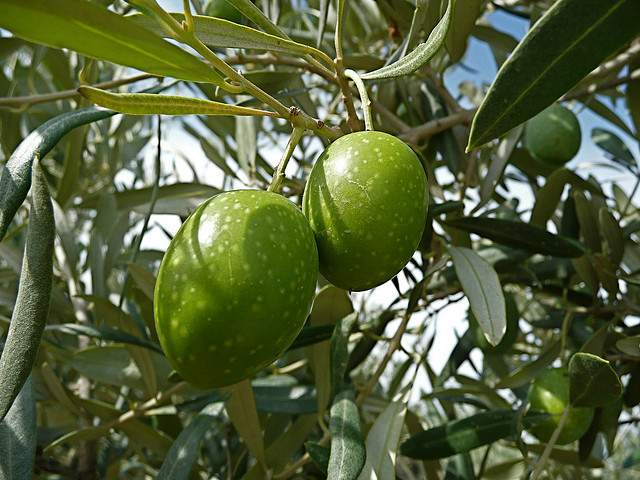olive harvest italy