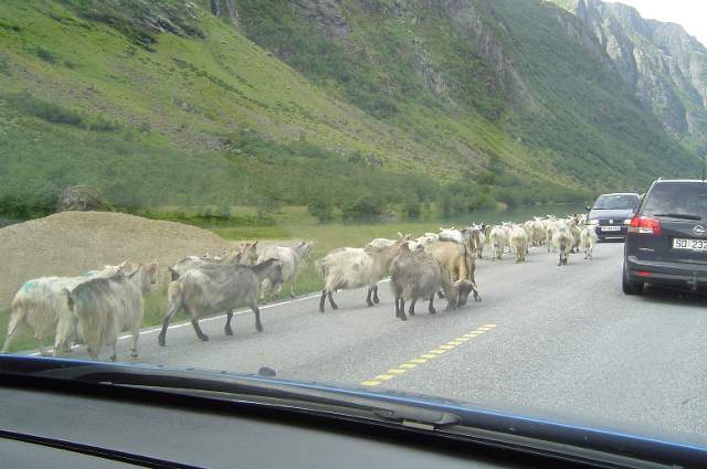 10 You never know what you might meet on your way to the airport or ferry