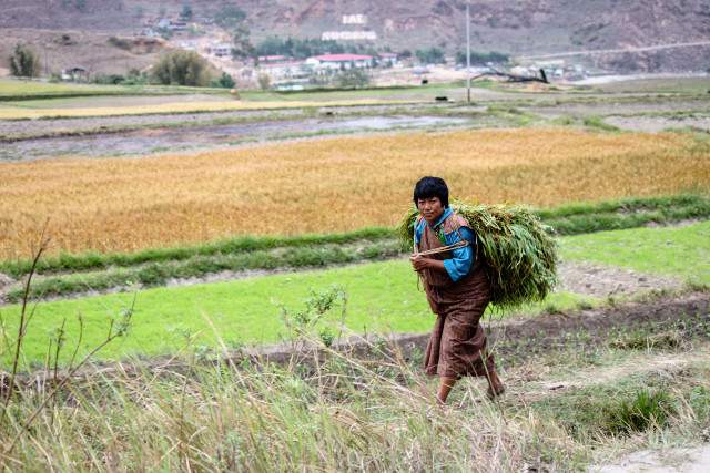 Local in Punakha Valley