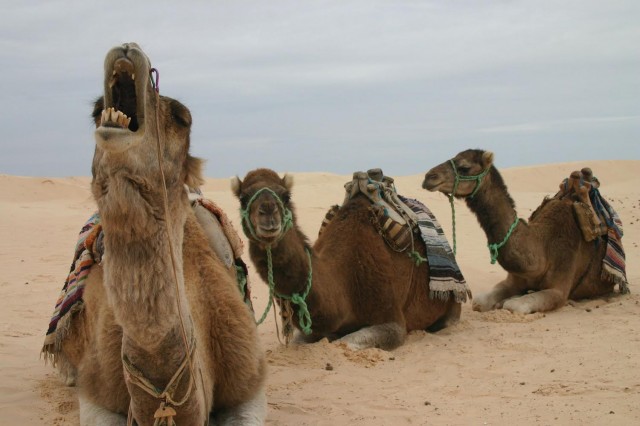 Tunisia: Festival Du Sahara At Douz 