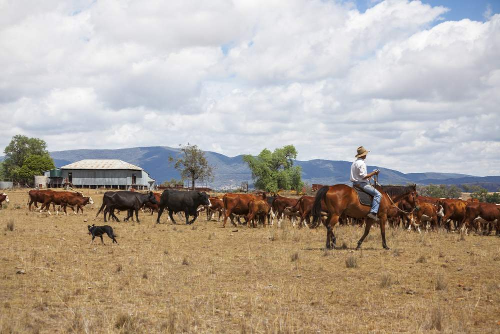 Working Holiday Visas in Australia and How It All Works BootsnAll