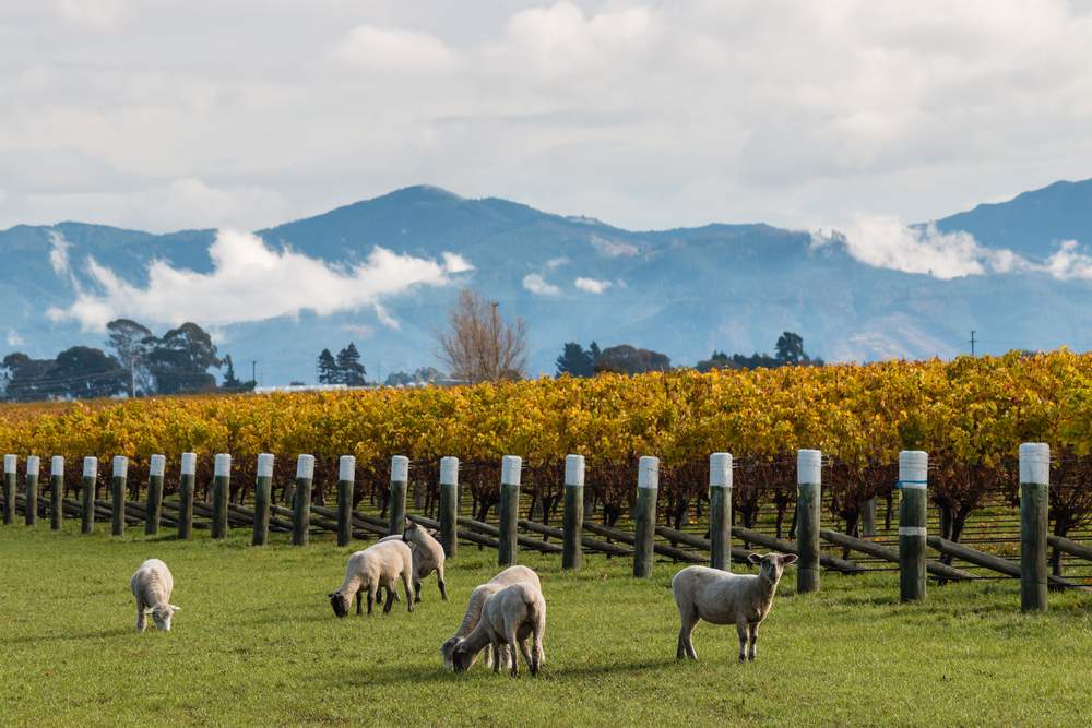 9-world-class-wine-regions-in-new-zealand-bootsnall