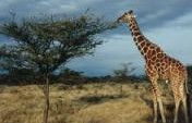 On Safari – Kenya