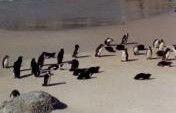 Cape Town, Part One: At the End of Africa