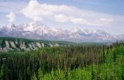 An Alaskan Bear Makes All the Difference – Alaska, USA