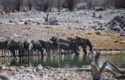 Namibia: Windhoek-Etosha-Swakopmund-Sossuvlei – Africa