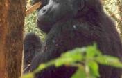 Gorillas in our Midst – Uganda