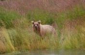 Close Encounters of the Alaskan Kind – USA