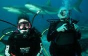 Shark Diving in the Bahamas – Nassau, Bahamas