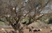 Goats in Trees – Morocco, Africa