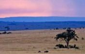 Magnificent Vista and Wildlife – Kenya,  Africa