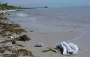 Short Bus Florida Flopdown – Florida, USA