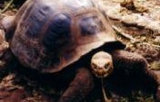 An Evolutionary Experience – Gal&aacute;pagos, Ecuador