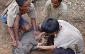 The Killing of the Pig – Laos