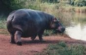 On Hippos – St. Lucia Lake, South Africa