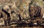Chobe Game Reserve, Botswana – Africa Game Reserves Travel Guide …