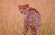 Central Kalahari Game Reserve, Botswana