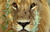 Linyanti Wildlife Reserve, Botswana