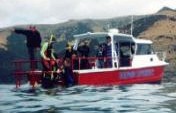 Dolphins Dig Dylan – South Island