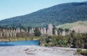 Trout Fishing at Taupo – South Island, New Zealand