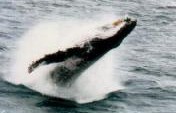 Moby (Big) Dick – Brisbane, Queensland, Australia