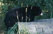 Robson Valley, British Columbia – May 2000
