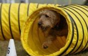 Dog Travel: 6 Vacation Ideas For You and Your Pooch