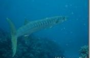 Diving the Great Barrier Reef – Australia