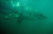 Top 10 Shark Infested Beaches in the World