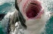 Top 10 Shark Infested Beaches in the World