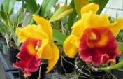 Orquideario – Cuenca, Ecuador, South America