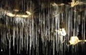 The Sex Lives of Glowworms – Waitomo, New Zealand
