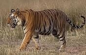 Trekking Tigers in the Wild – India, Asia